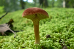 Mushroom 00022