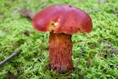 Mushroom 00030