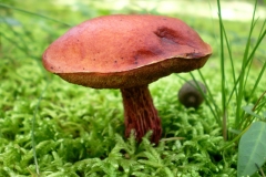 Mushroom 00048