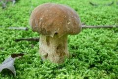 Mushroom 00063