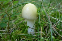 Mushroom 00073