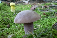 Mushroom 00086