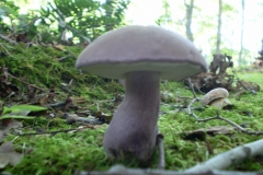 Mushroom 00098